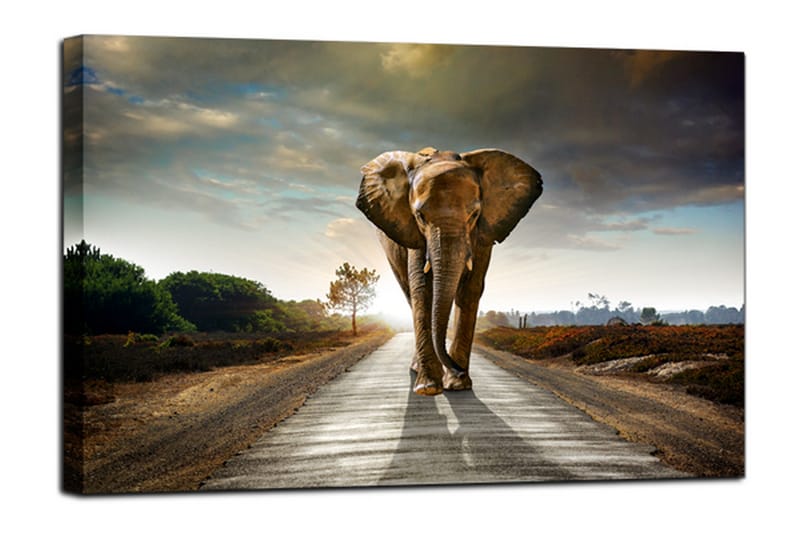 Billede Kanvas Elefant - 75x100 - Boligtilbehør - Vægdekoration