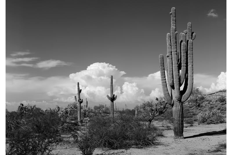 Canvas  Cactus - 70x100 cm - Boligtilbehør - Billeder & kunst - Billeder på lærred