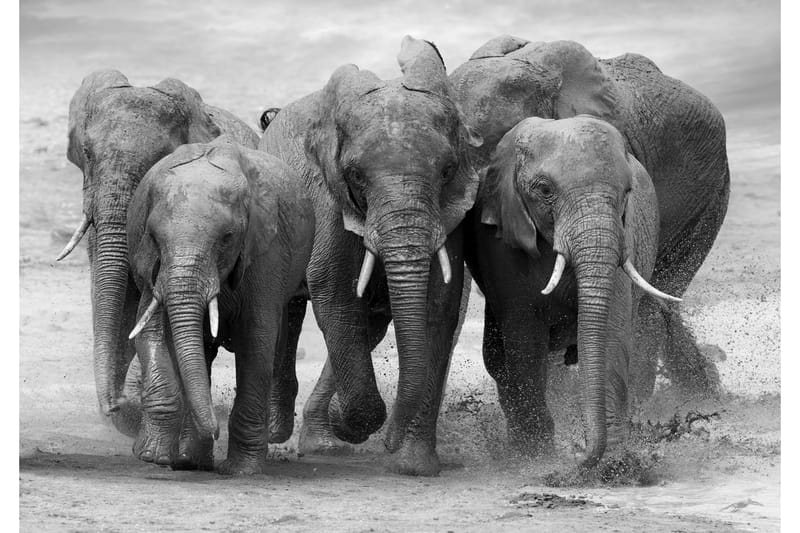 Canvas  Elephant - 70x100 cm - Boligtilbehør - Billeder & kunst - Billeder på lærred