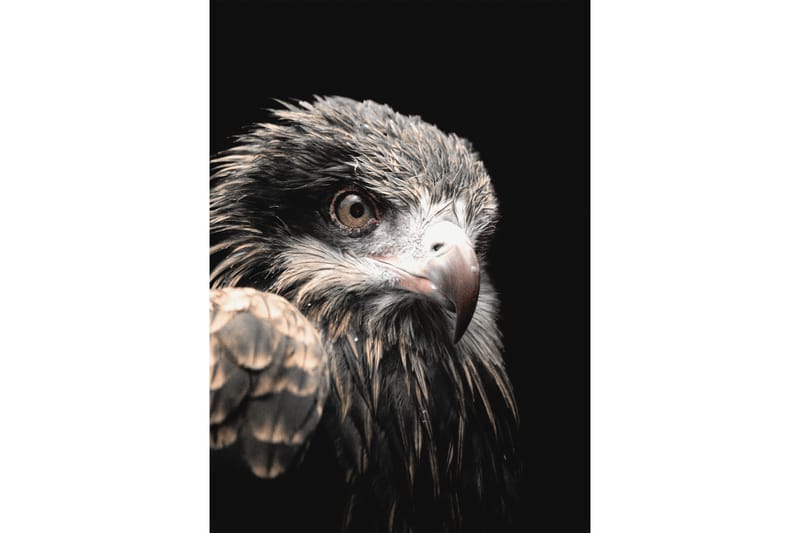 Black Eagle Foto Grå/Beige/Sort - 50x70 cm - Boligtilbehør - Billeder & kunst - Posters & plakater - Fotoplakat