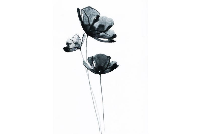 Black Flower Watercolour Painting Hvid - 50x70 cm - Boligtilbehør - Billeder & kunst - Posters & plakater