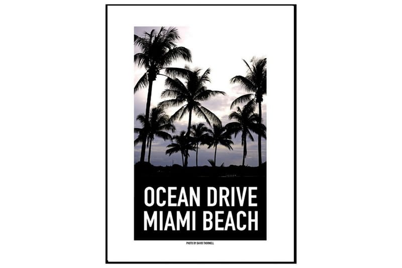 Ocean Drive Miami Palm Trees Foto Hvid/Sort/SortHvid/Grå