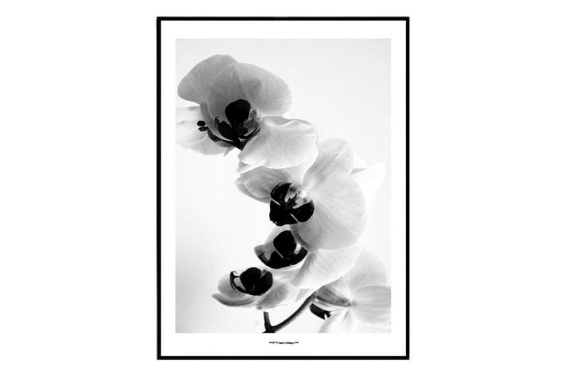 Orchid B&W Foto Hvid/Sort/Grå