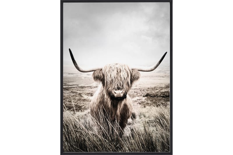 Plakat 50x70 Nature Highland Cattle
