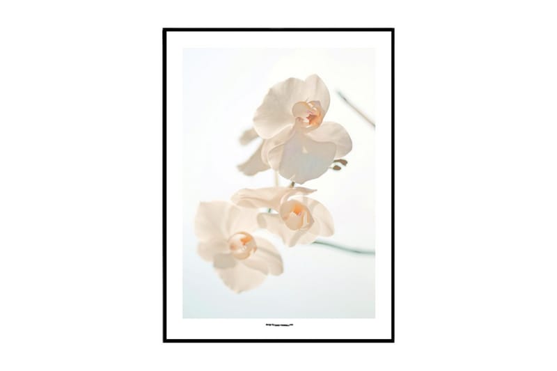 Poster White Moth Orchid
