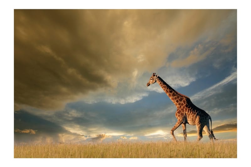 Akrylbillede Giraffe Glas - 80x120 cm - Boligtilbehør - Billeder & kunst - Posters & plakater