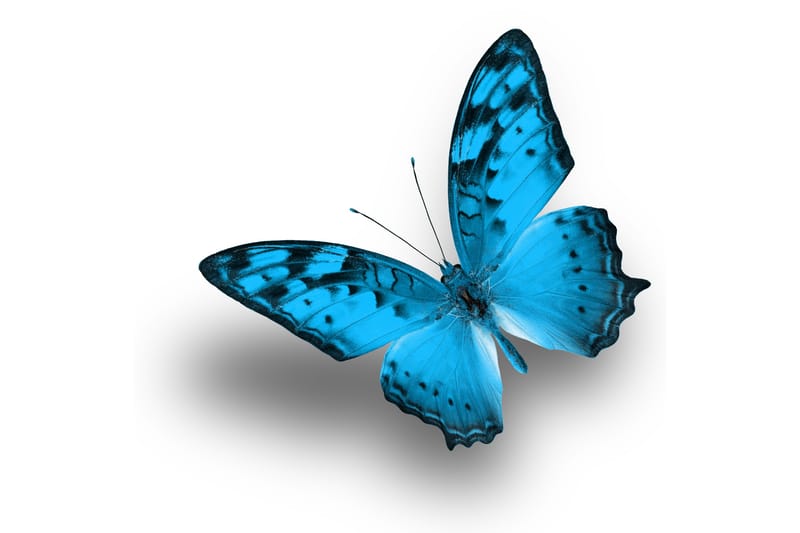 Billede Blue Butterfly - 33x03 cm - Boligtilbehør - Vægdekoration - Billeder & kunst