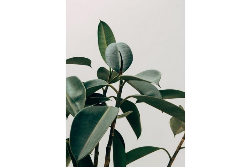 Green Plant Poster - 50x70cm - Boligtilbehør - Vægdekoration - Posters & plakater