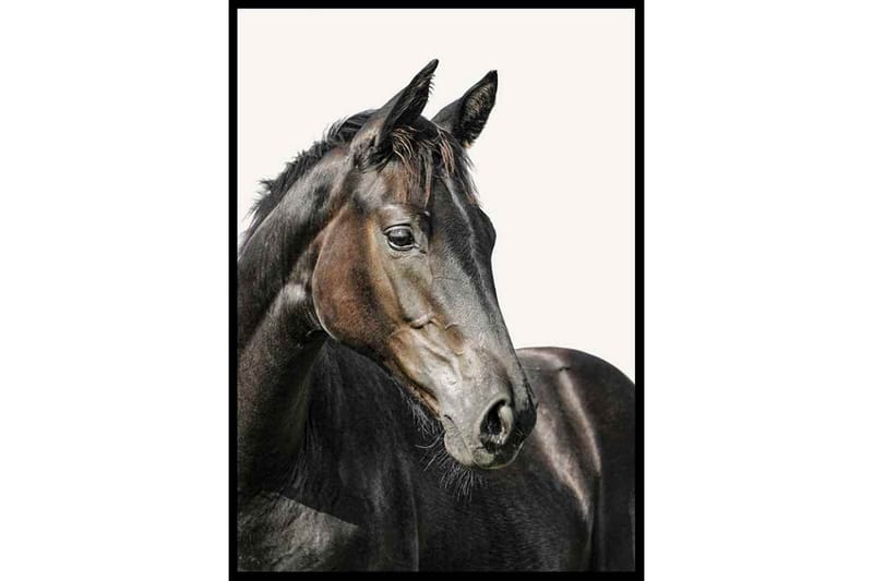 Plakat Gallerix Brown Horse - Gallerix - Boligtilbehør - Vægdekoration