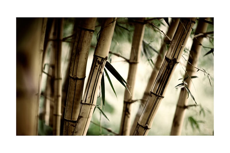 Fototapet Fog And Bamboo Forest 450x270 - Artgeist sp. z o. o. - Boligtilbehør - Vægdekoration - Tapeter - Fototapeter
